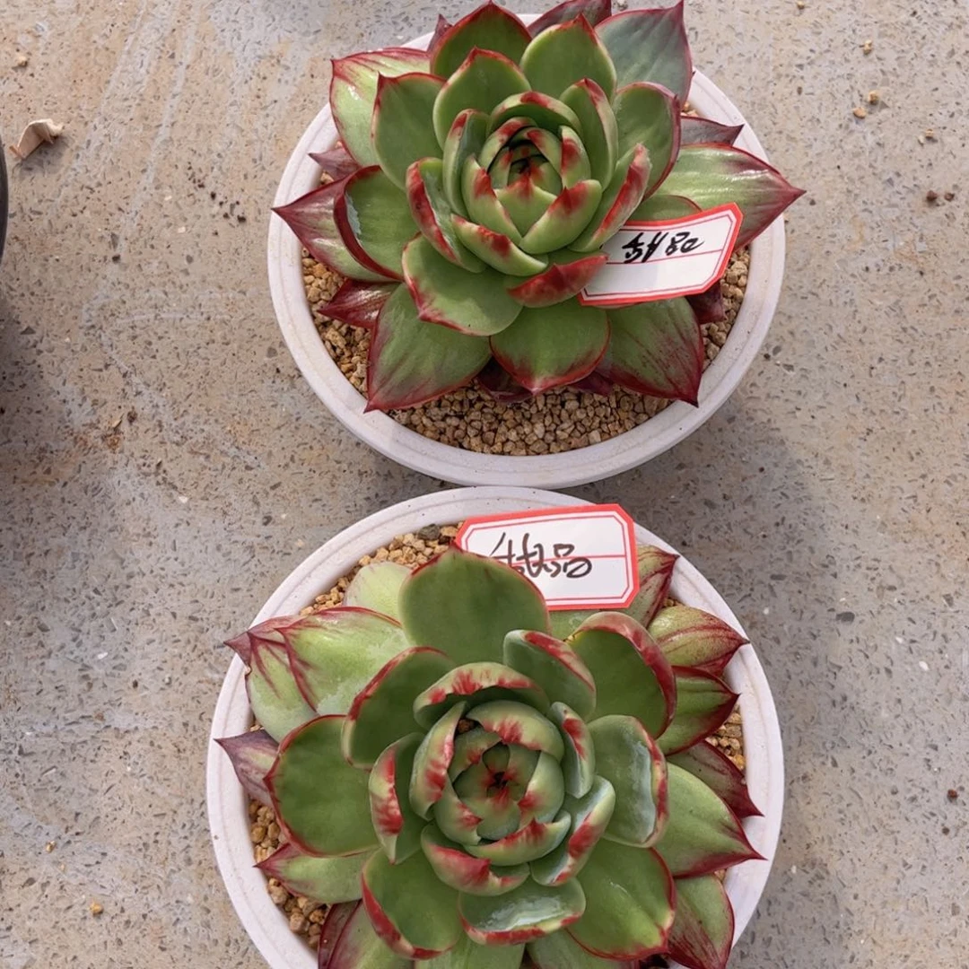 甜***子惊鸿仙子一物一拍