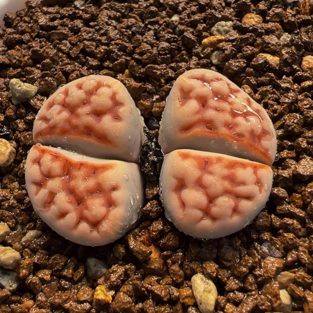 254多肉植物种类多样