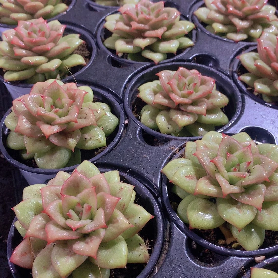 蔷薇锦346677889990