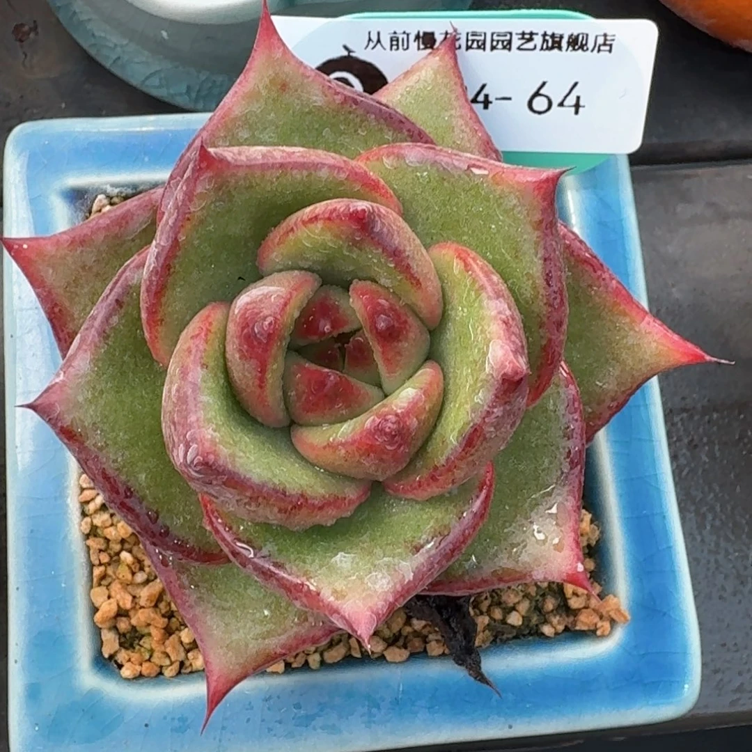 从前慢多肉精选编号0924.64
