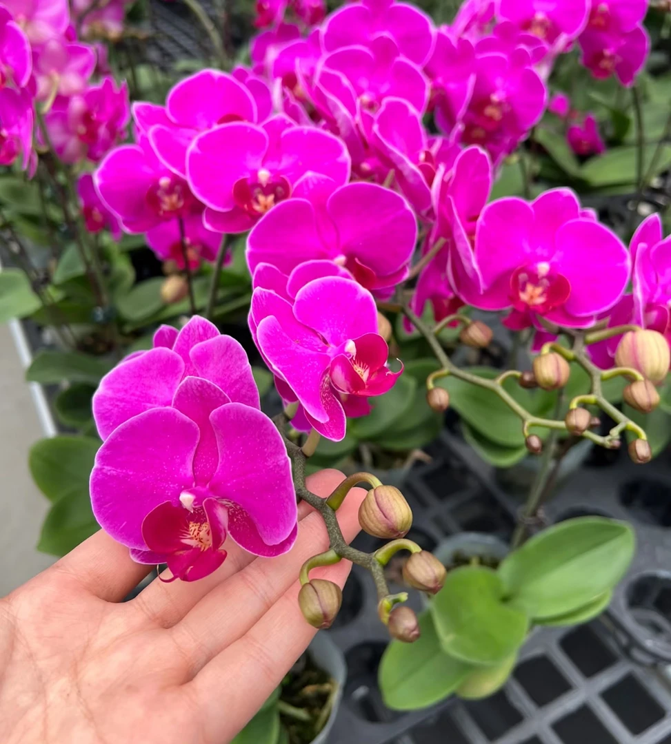 蝴蝶兰【红玫瑰】 双花剑 花色鲜艳 喜庆 广州基地直发