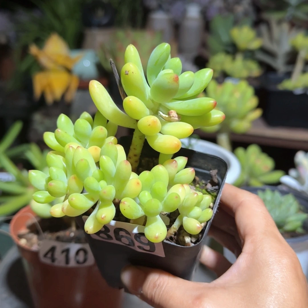 869号 一物一拍 一物一拍