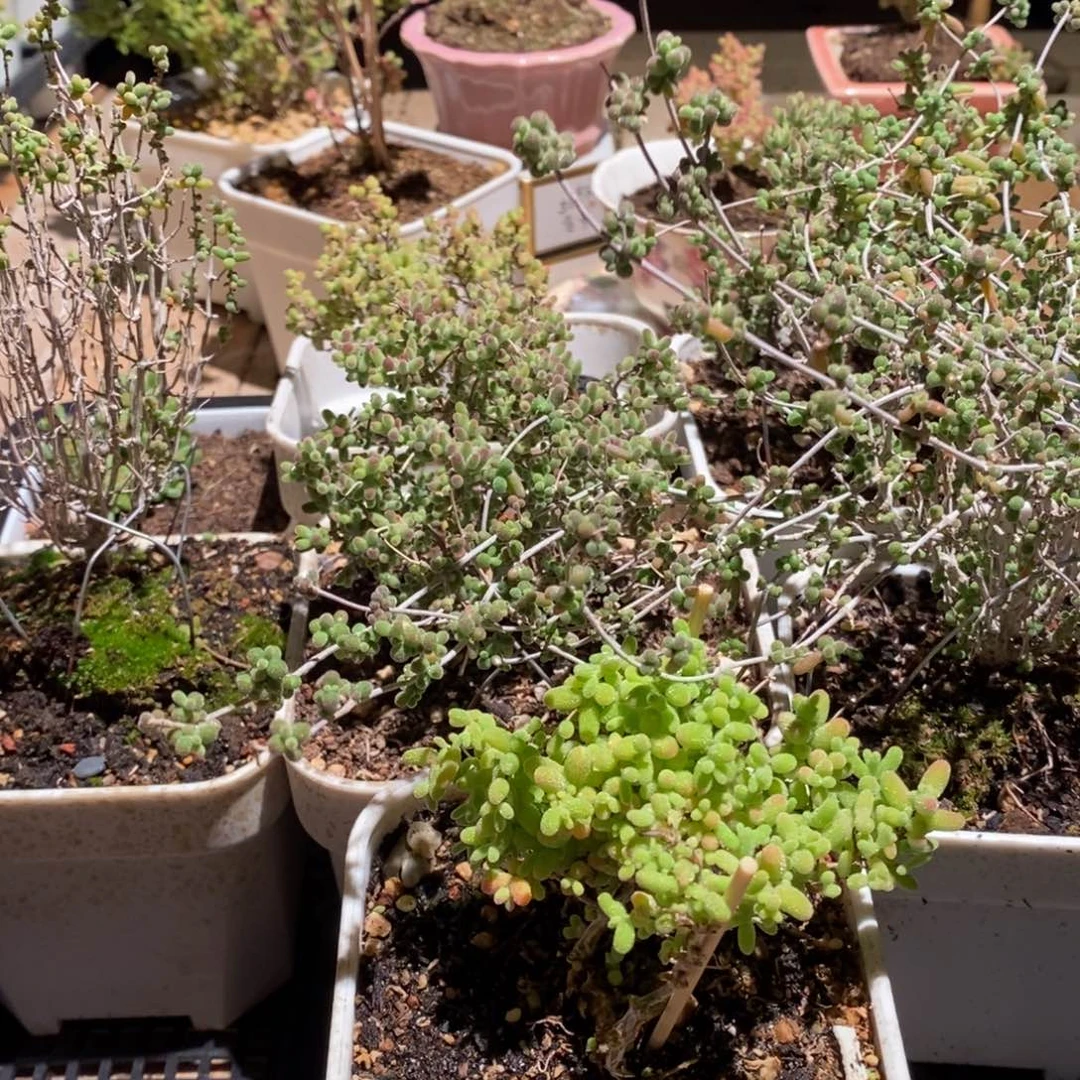 枝干番杏多肉植物633