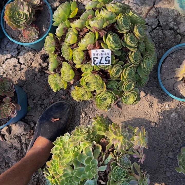 拉丝花25-8包邮花花