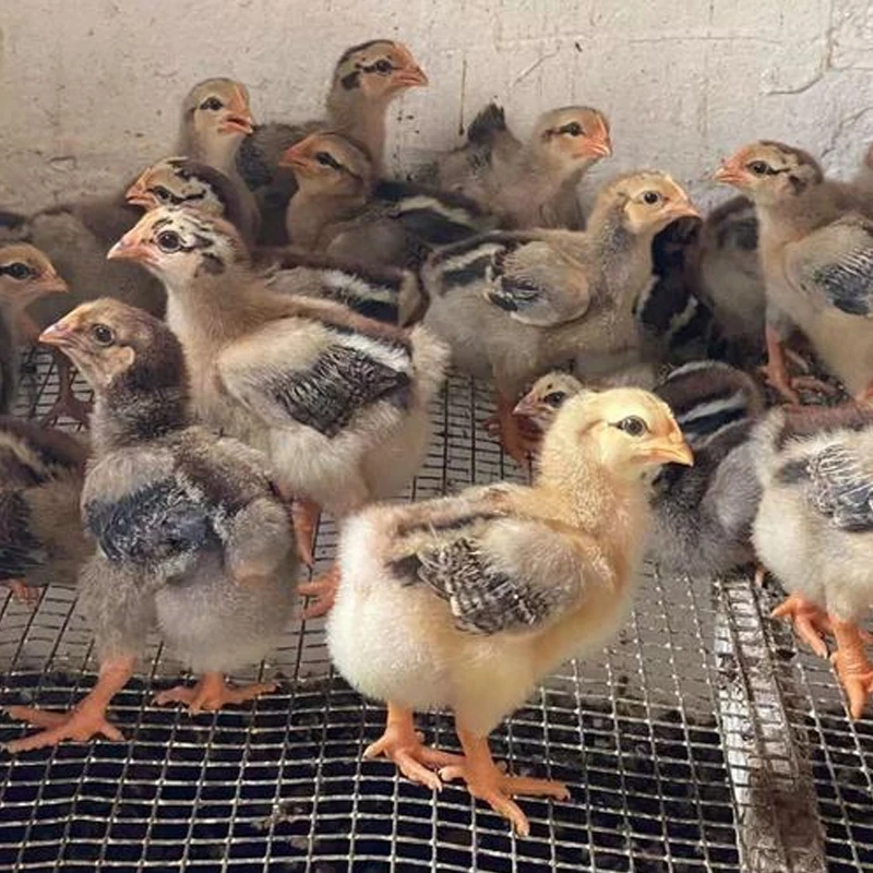 宠物芦丁鸡活体 九斤黄 K9 包邮包活