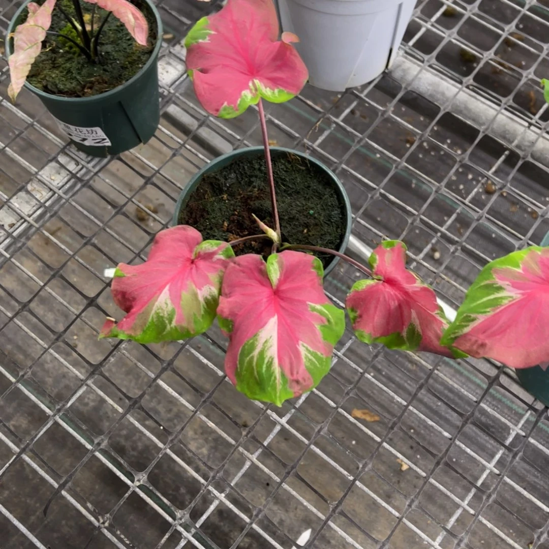 玉***兒无花朵             098舞裙不包售后