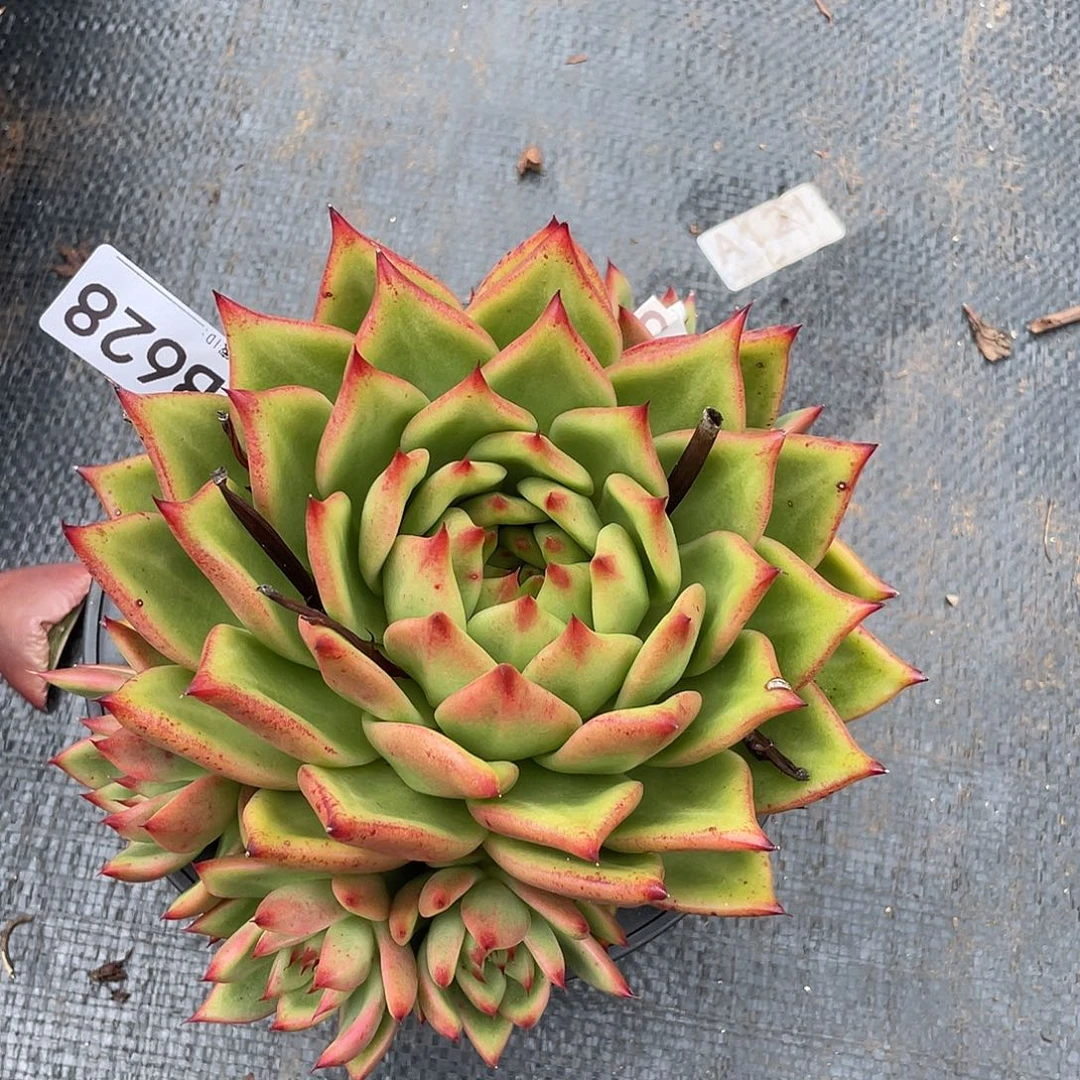 若如东云单拍B628