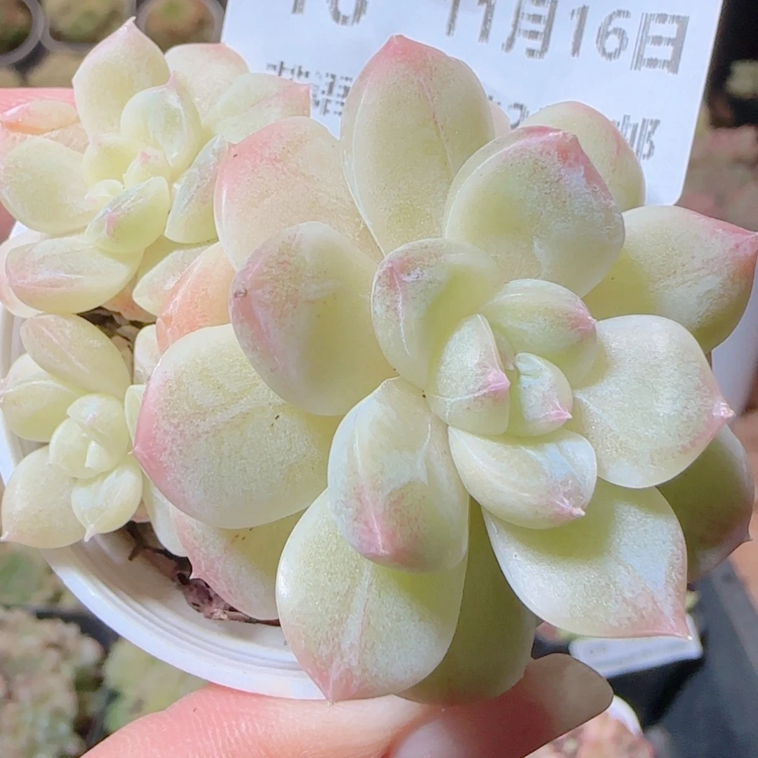 花语逸镜1116-16白桃汽水