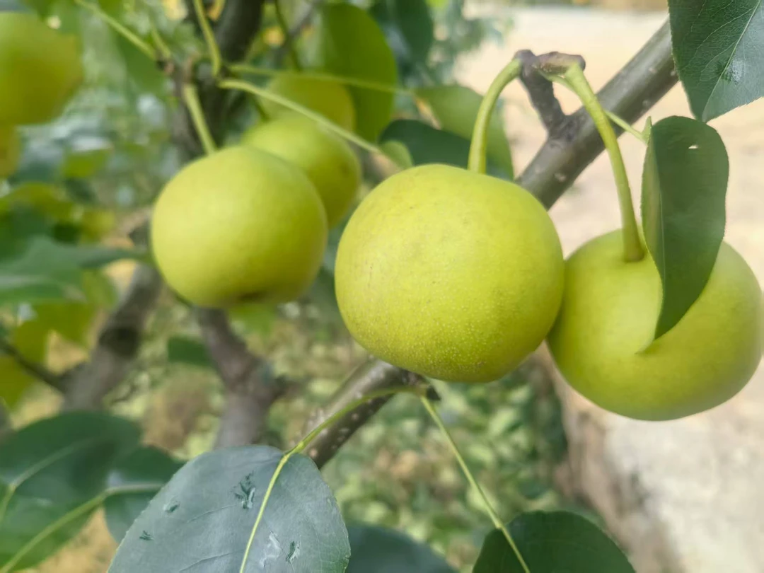 新鲜现摘丁香梨脆甜多汁口感细腻