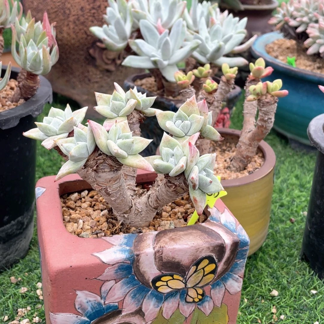 幸***福苹果叶群生福利粗桩
