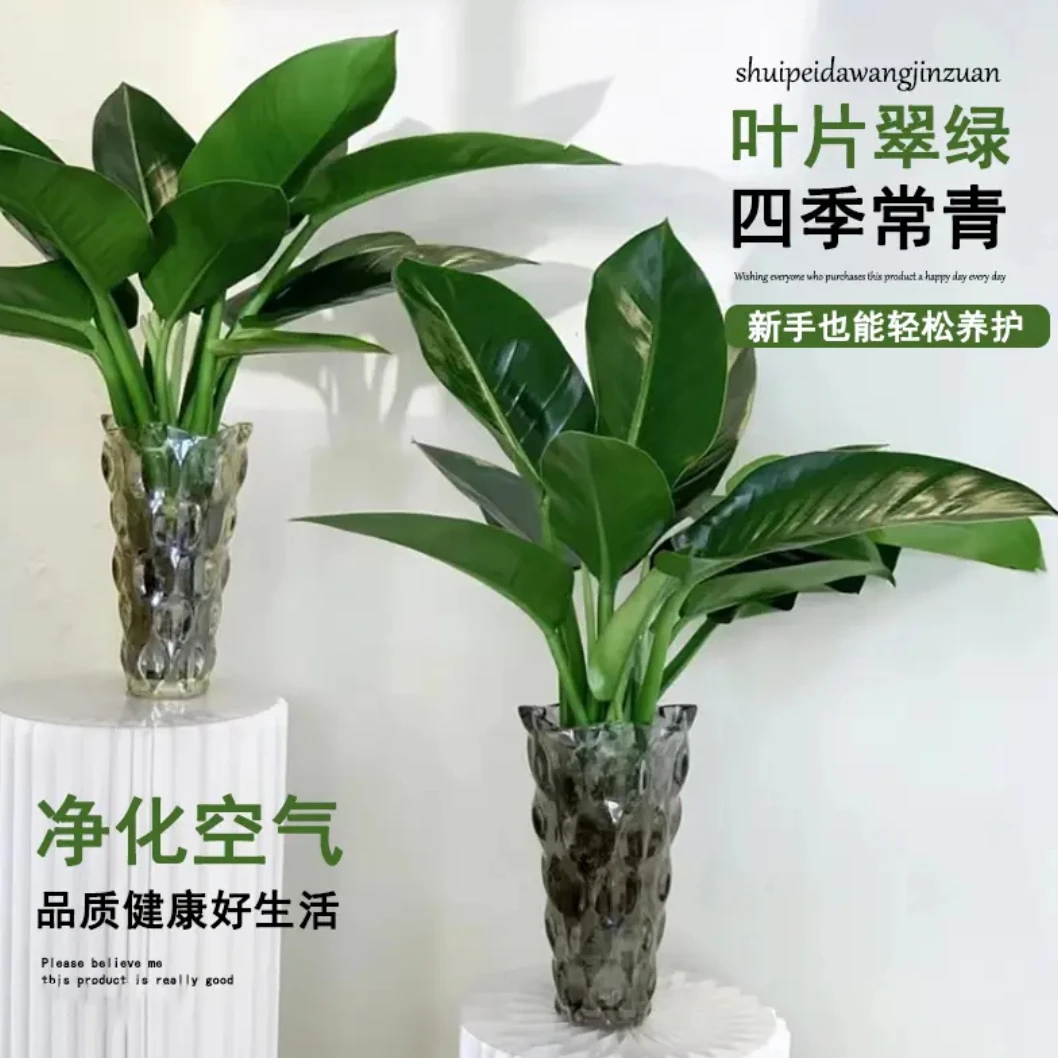 买一送一金钻水养水培绿植净化空气室内桌面美观好养观叶植物盆栽