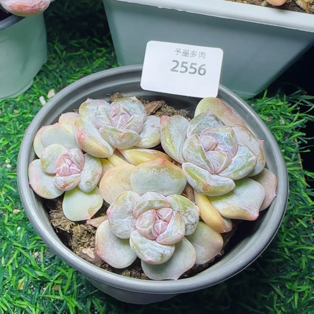 汉堡珍妮，2556多肉植物