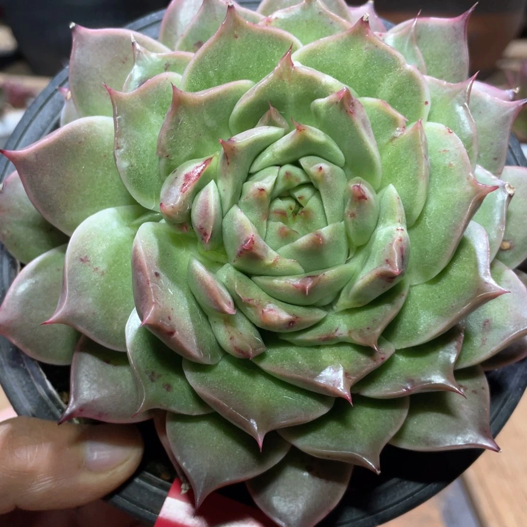 多肉植物多肉植物152