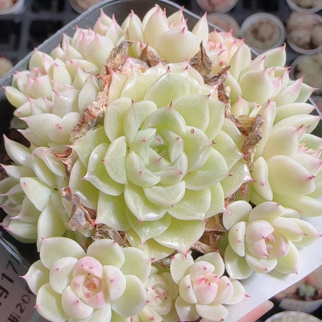 花语多肉1217-242散