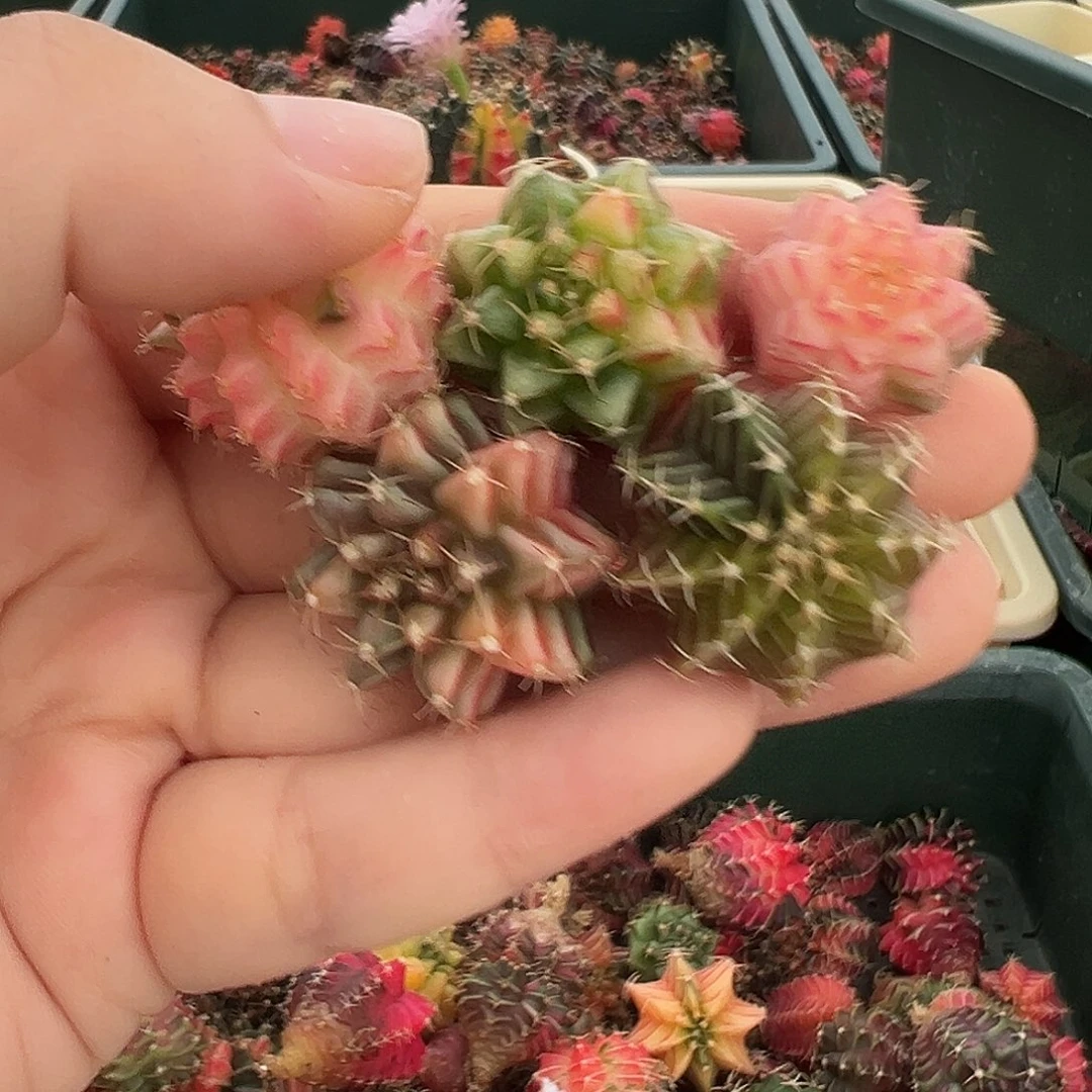 浮***。4 好看的米哈冲冲冲
