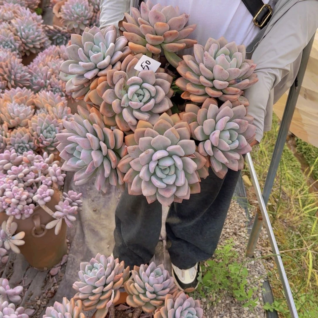 50奥普多肉植物物流