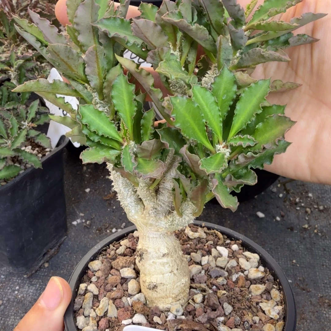 开播福利皱叶麒麟带盆发