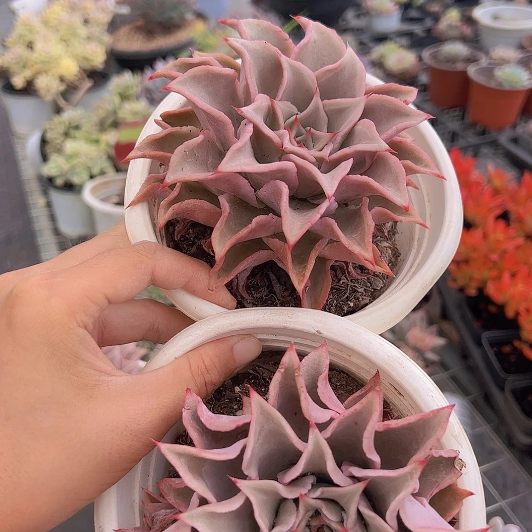 饺子皮大单头特价二盆