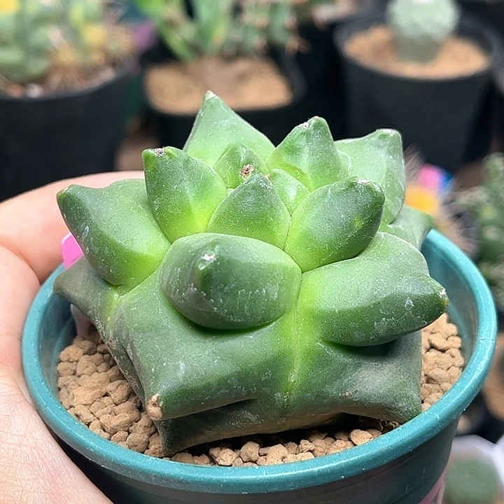 无花朵角尤鸾凤玉实生球