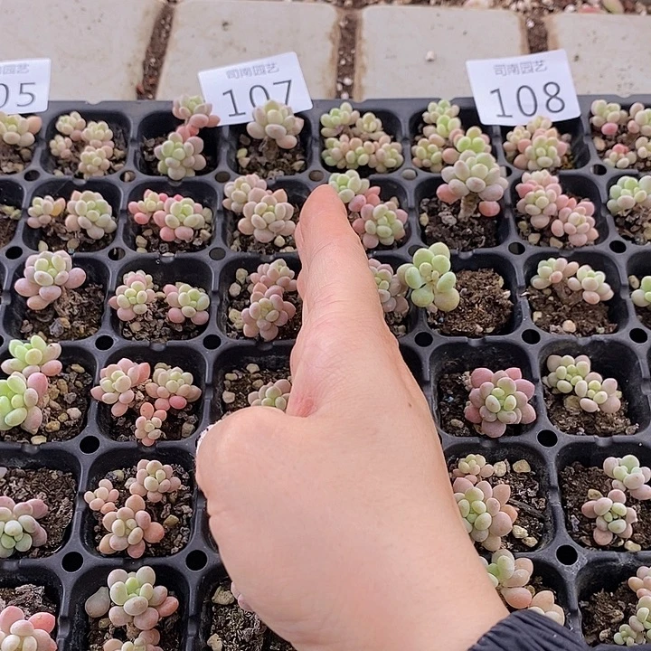 107-108 多肉植物盆栽花卉