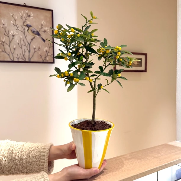 人工福豆年宵花带果盆栽盆景室内客厅办公室桌面观果趣味花卉绿植