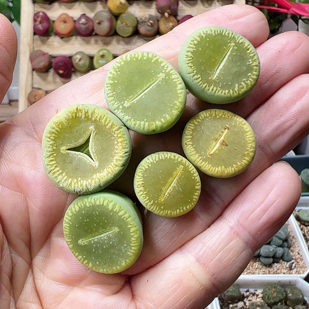 20拿铁多肉植物馆……………