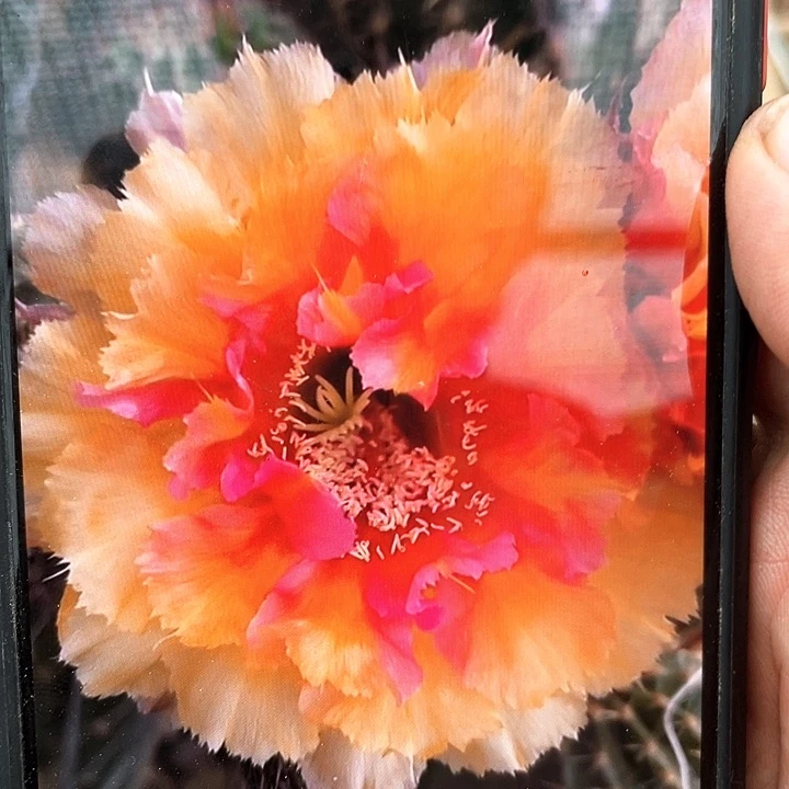 琉璃盏侧芽歪5公分左右满18包邮