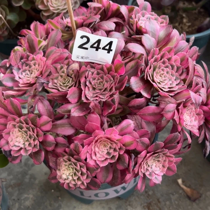 244红铜超白朵朵25厘米左右半木质