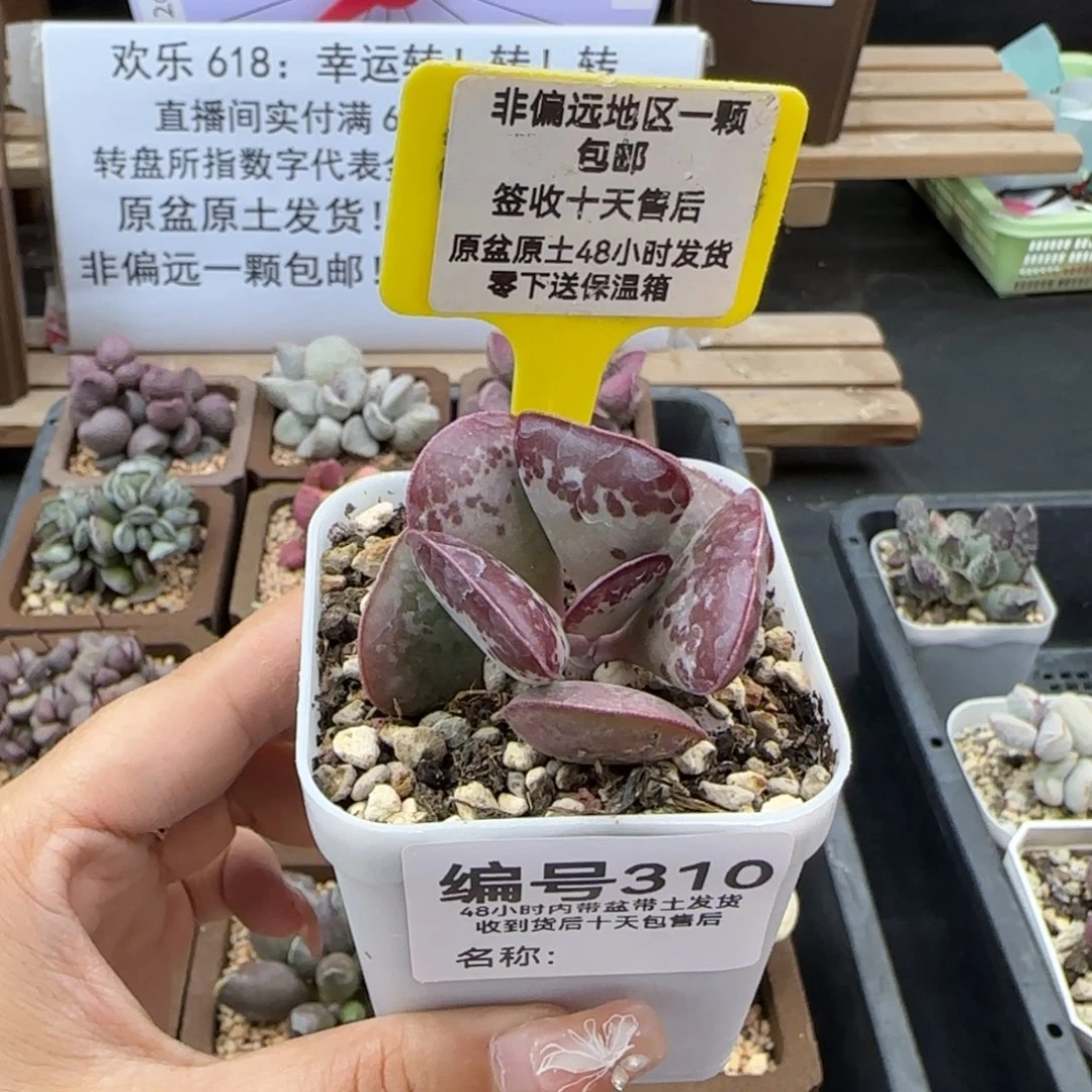 310爱心多肉植物