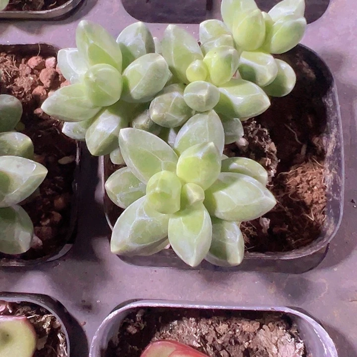 千代田精品多肉植物