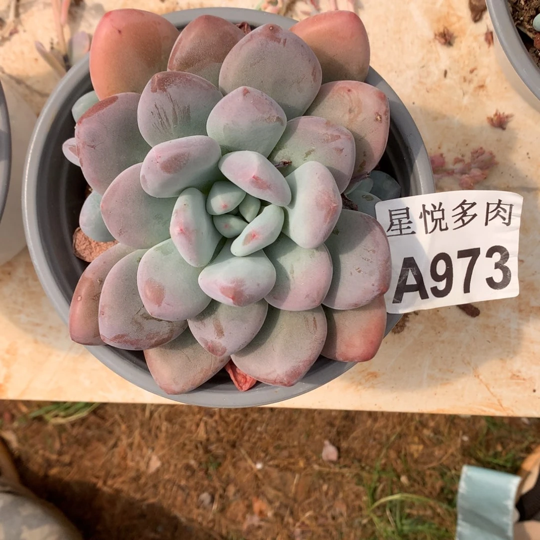 小***王星悦多肉    A973