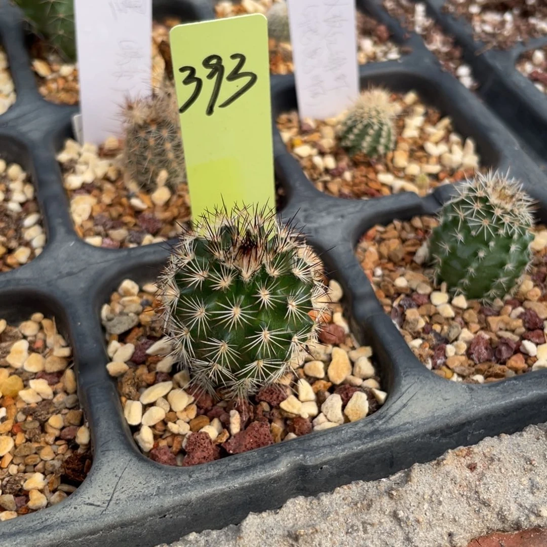 白花折磨鹿角柱属仙人球