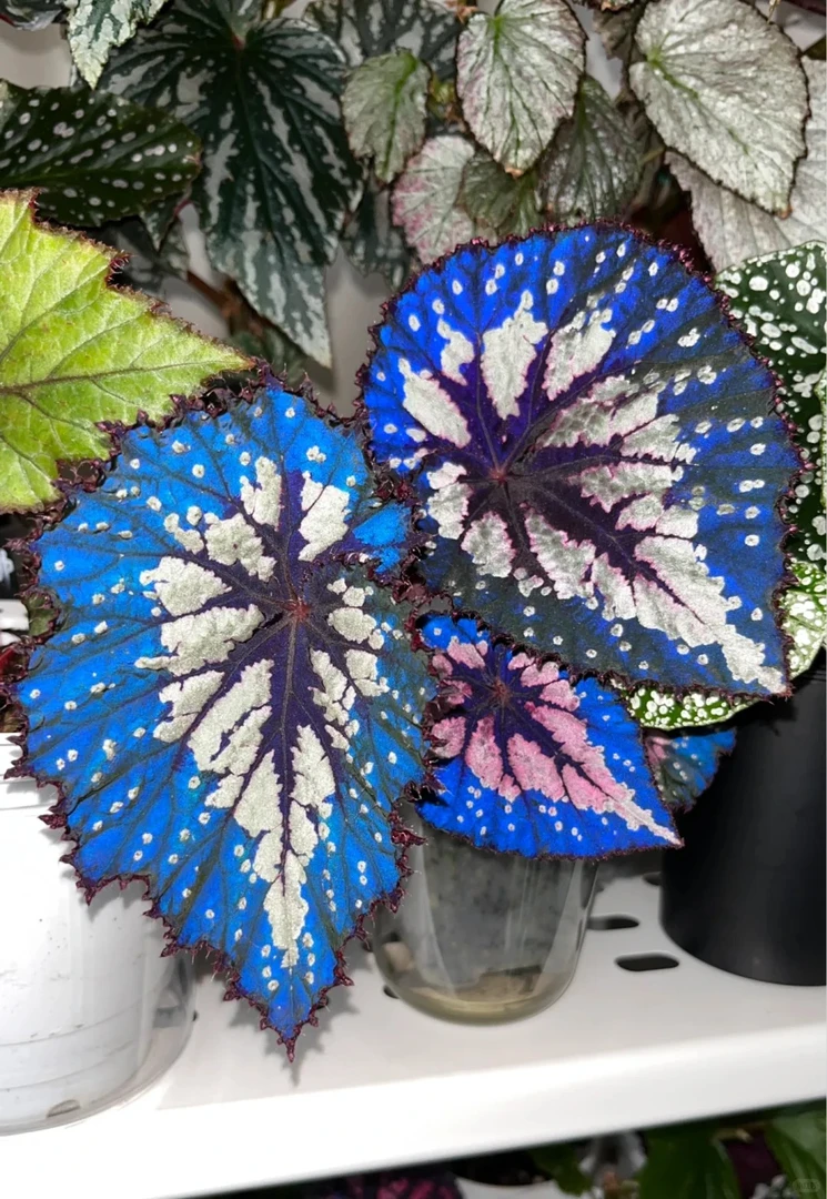 只此青绿秋海棠绿植盆栽室内观叶植物趣味桌面办公室装饰植物