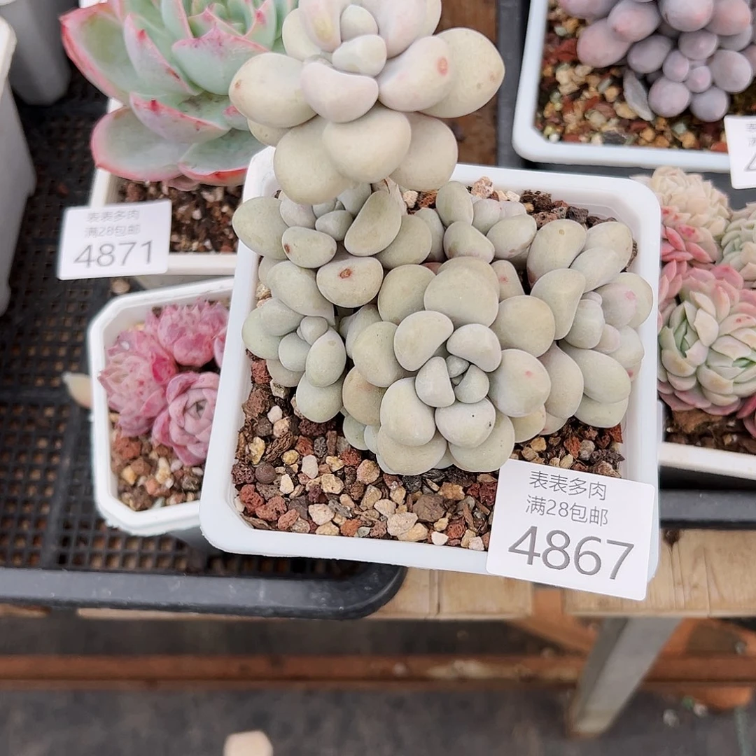 9号我们的确是一4867