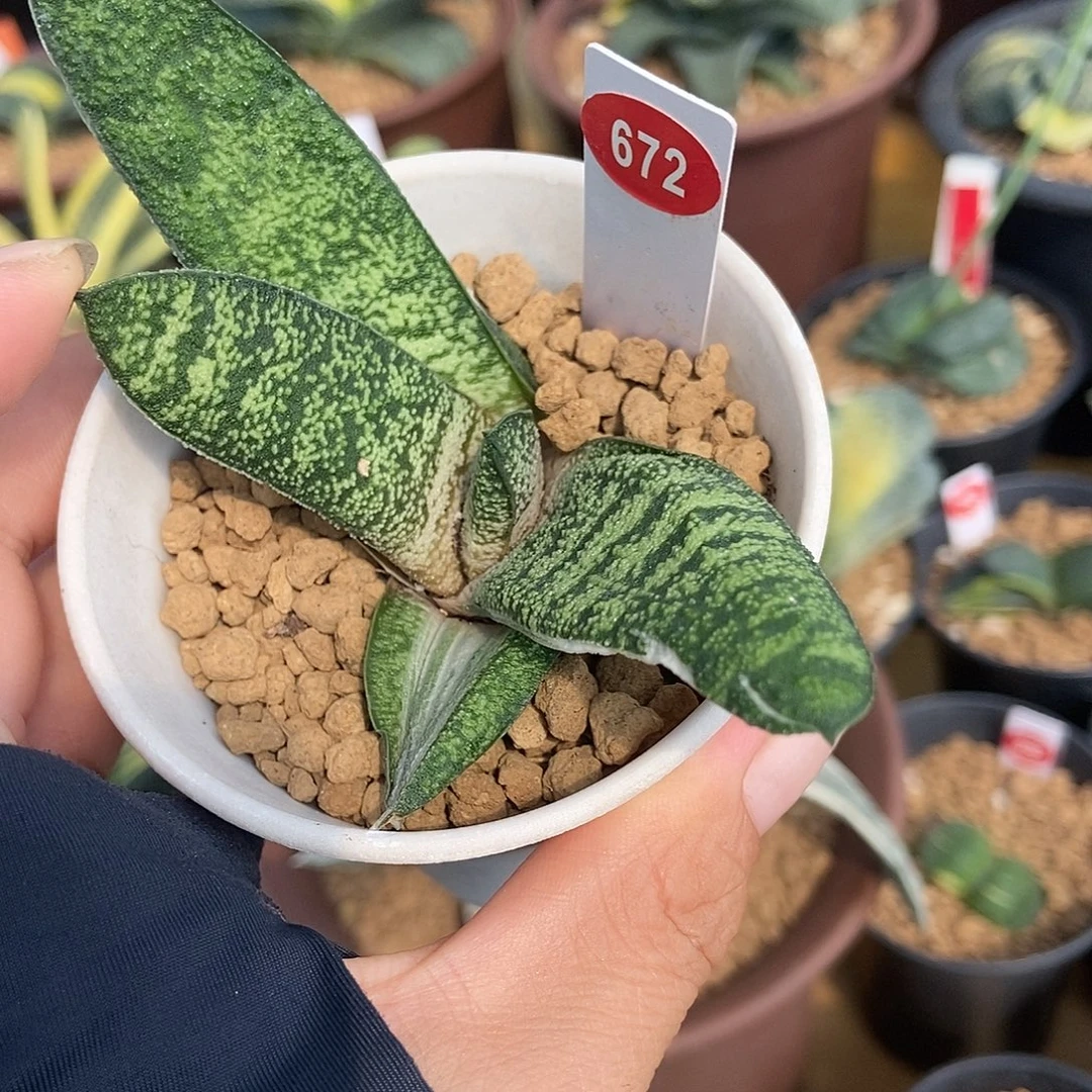 未***张672卧牛转带盆发货