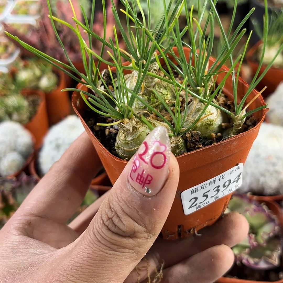 黄**岸25394一物一拍单头