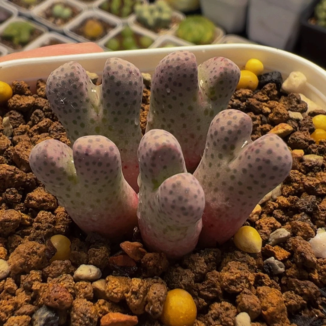 955D斑马多肉植物盆栽花卉