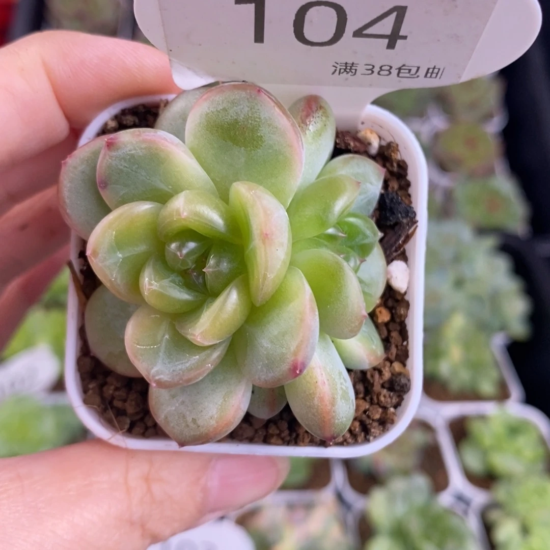 甜心322双头一颗104后