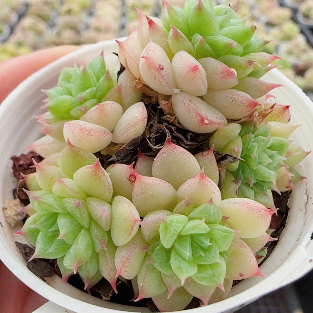 花语逸镜0617-18散