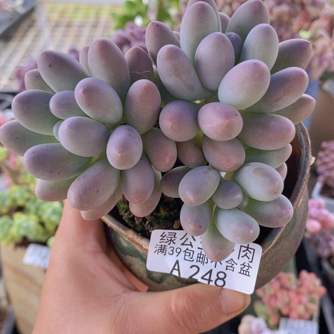 汤圆8cm248多肉植物