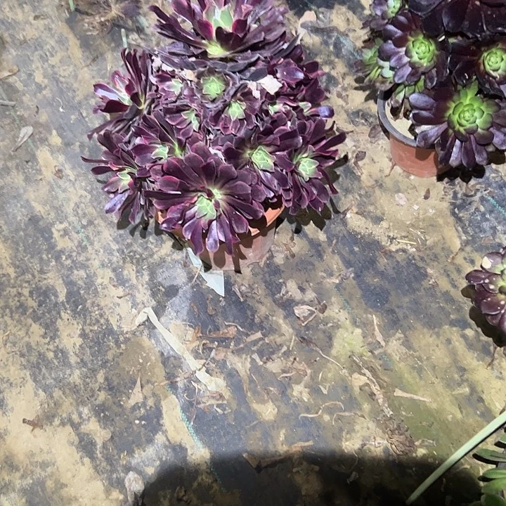 不包侧枝一物一拍60