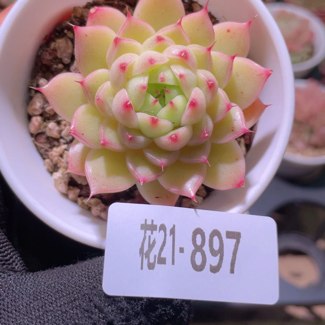 花利美21-897海王