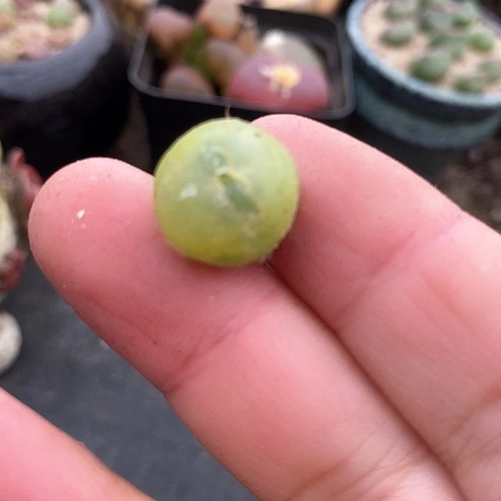 6507拉登一颗有伤