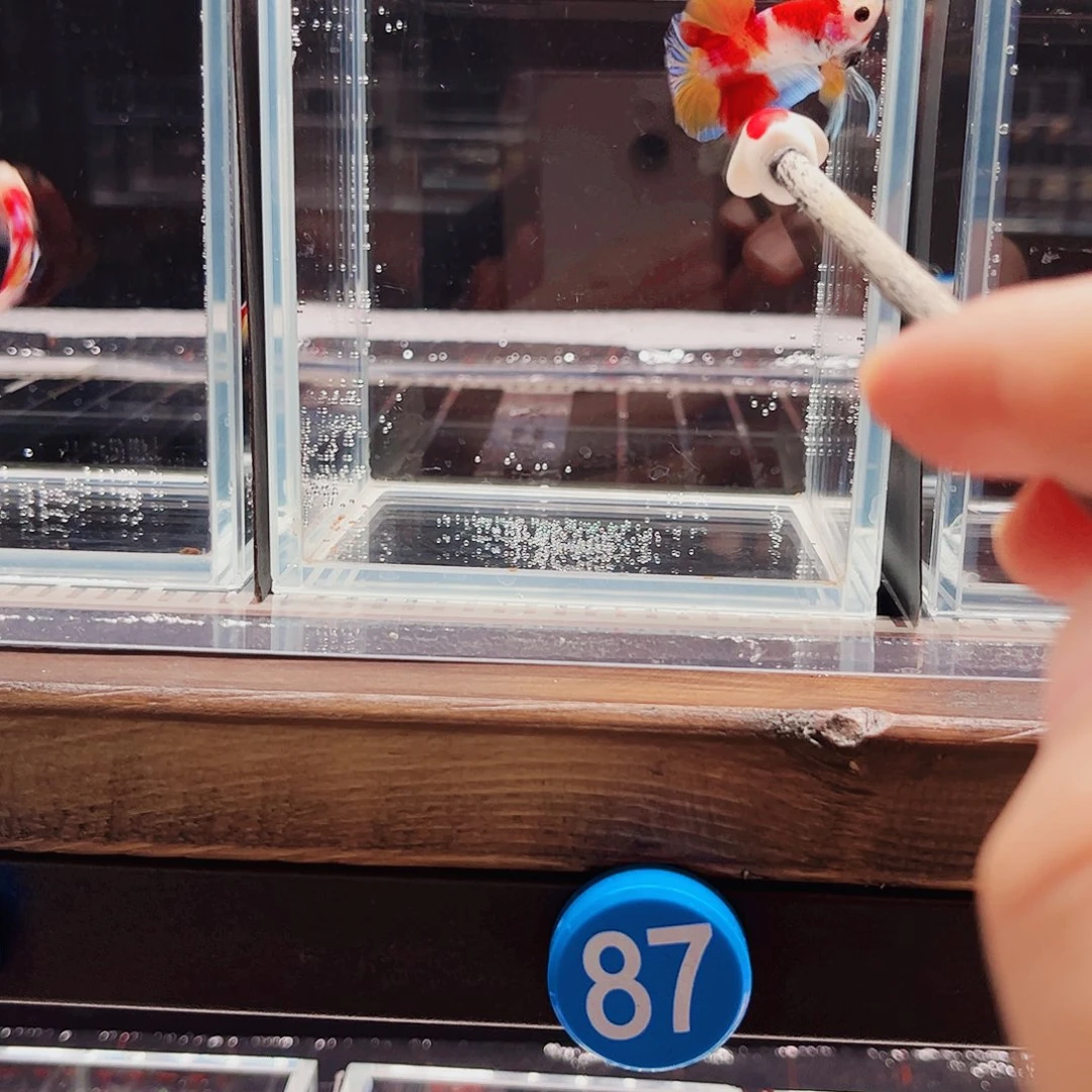 念***এ斗鱼宙斯斗鱼竞拍11-08