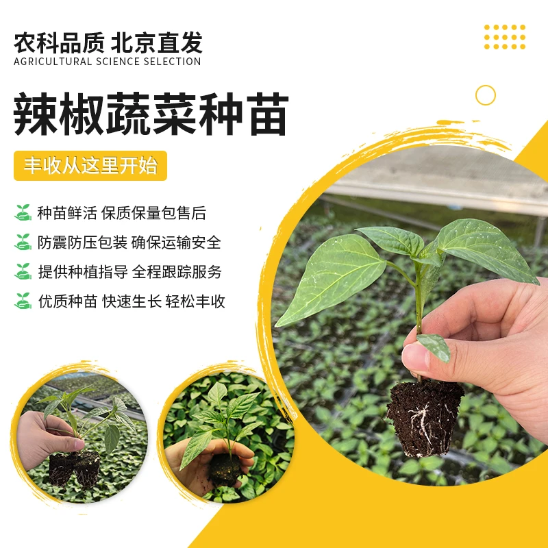 【农科院中蔬】辣椒苗农科基地线椒苗螺丝椒苗朝天椒苗辣椒苗尖椒苗