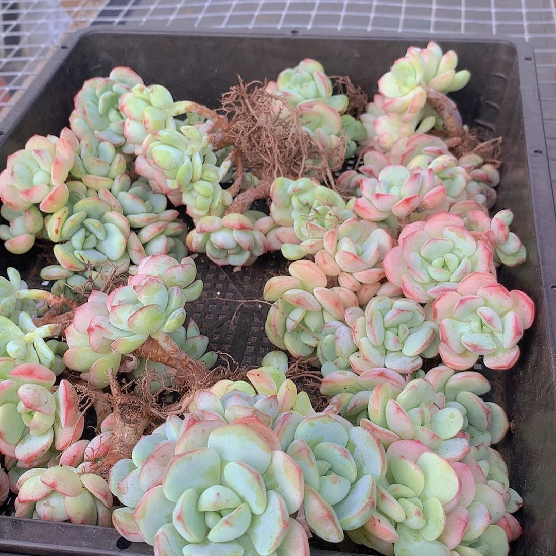 香草碧斯捡漏46788999000
