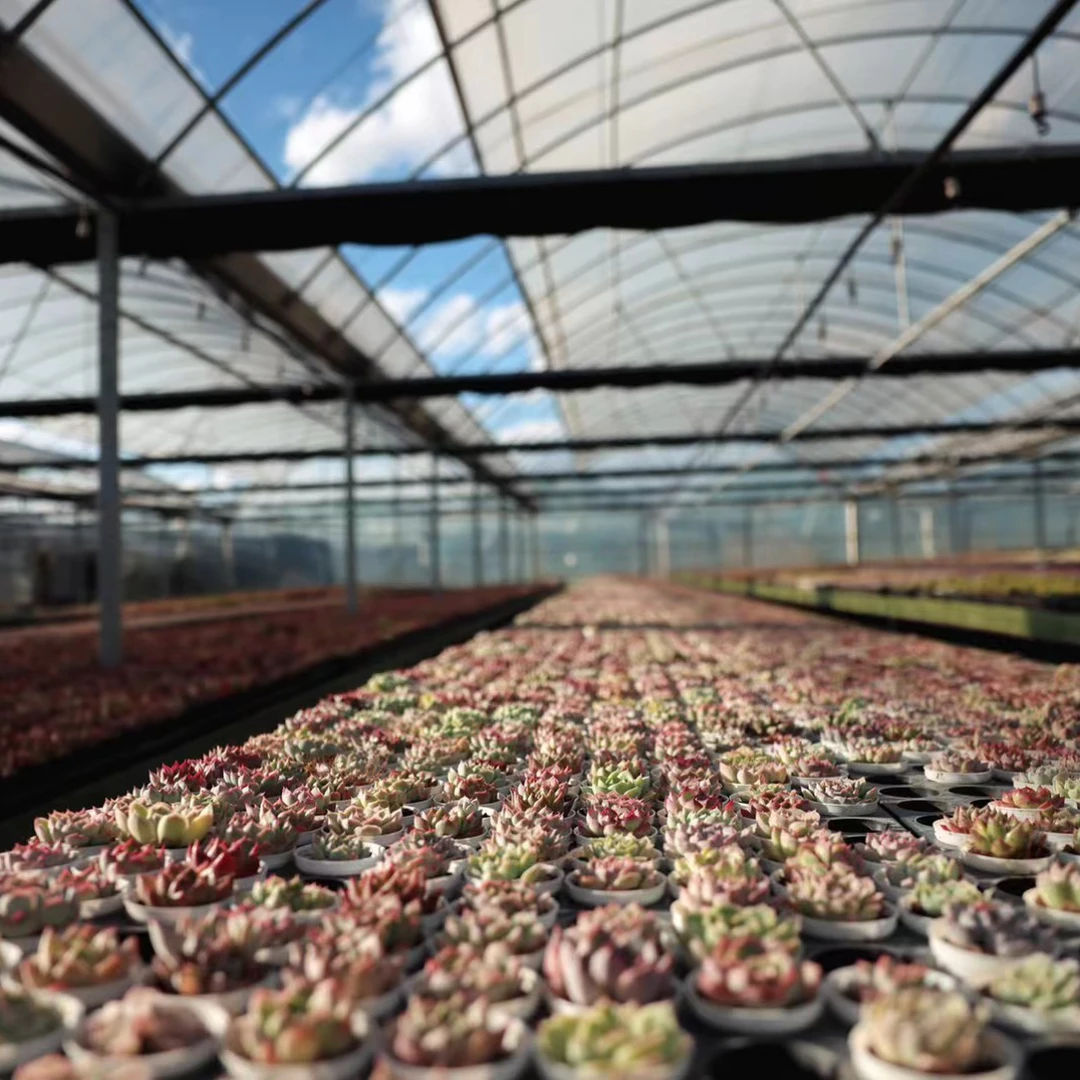 一土花园一物一拍2