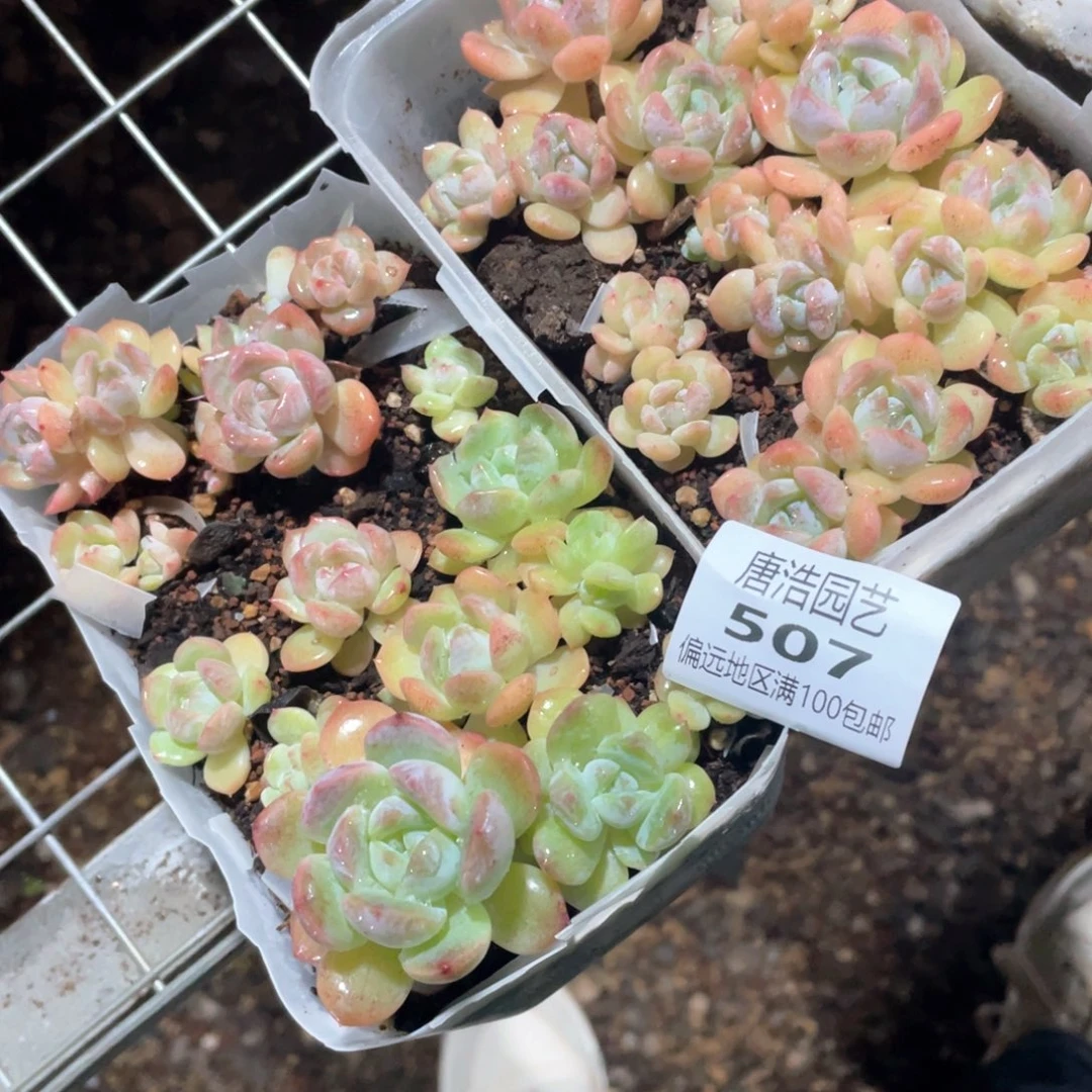 丽***莎冰梦珍妮一物一拍507