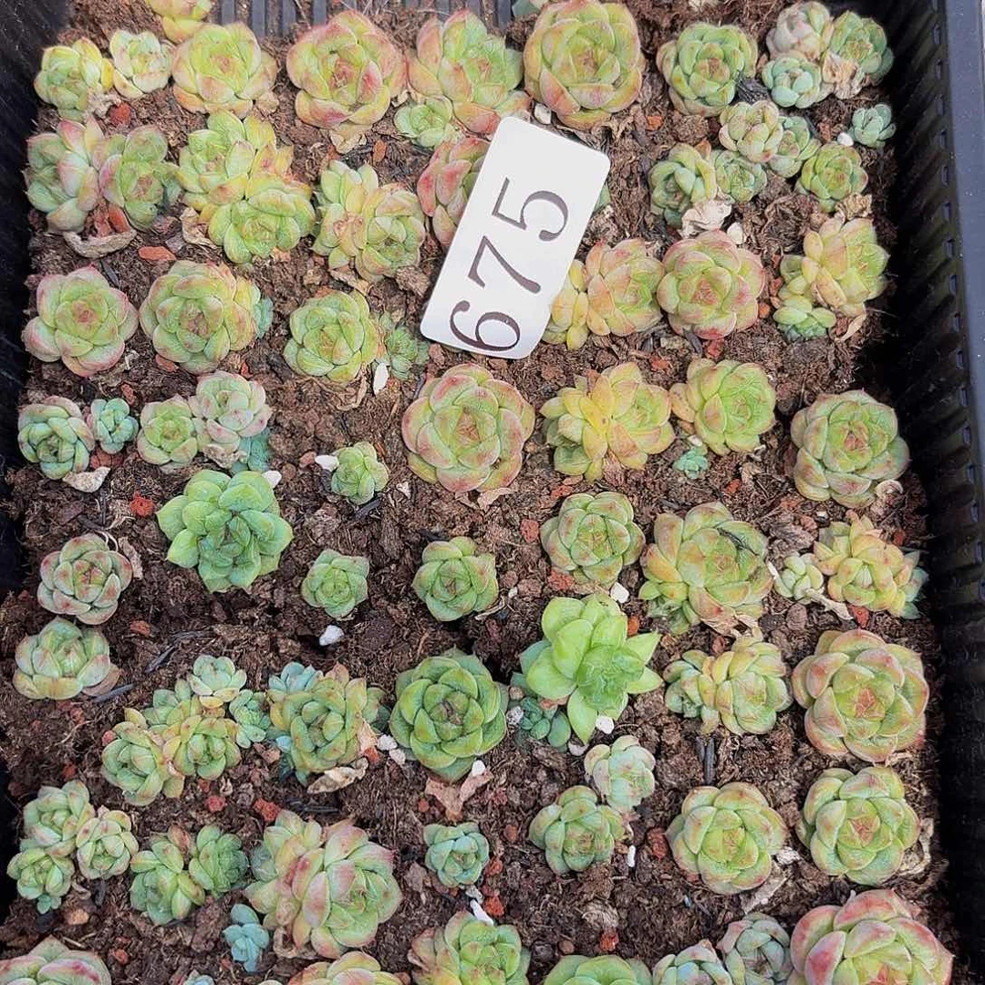 ?*楠多肉植物多肉植物675