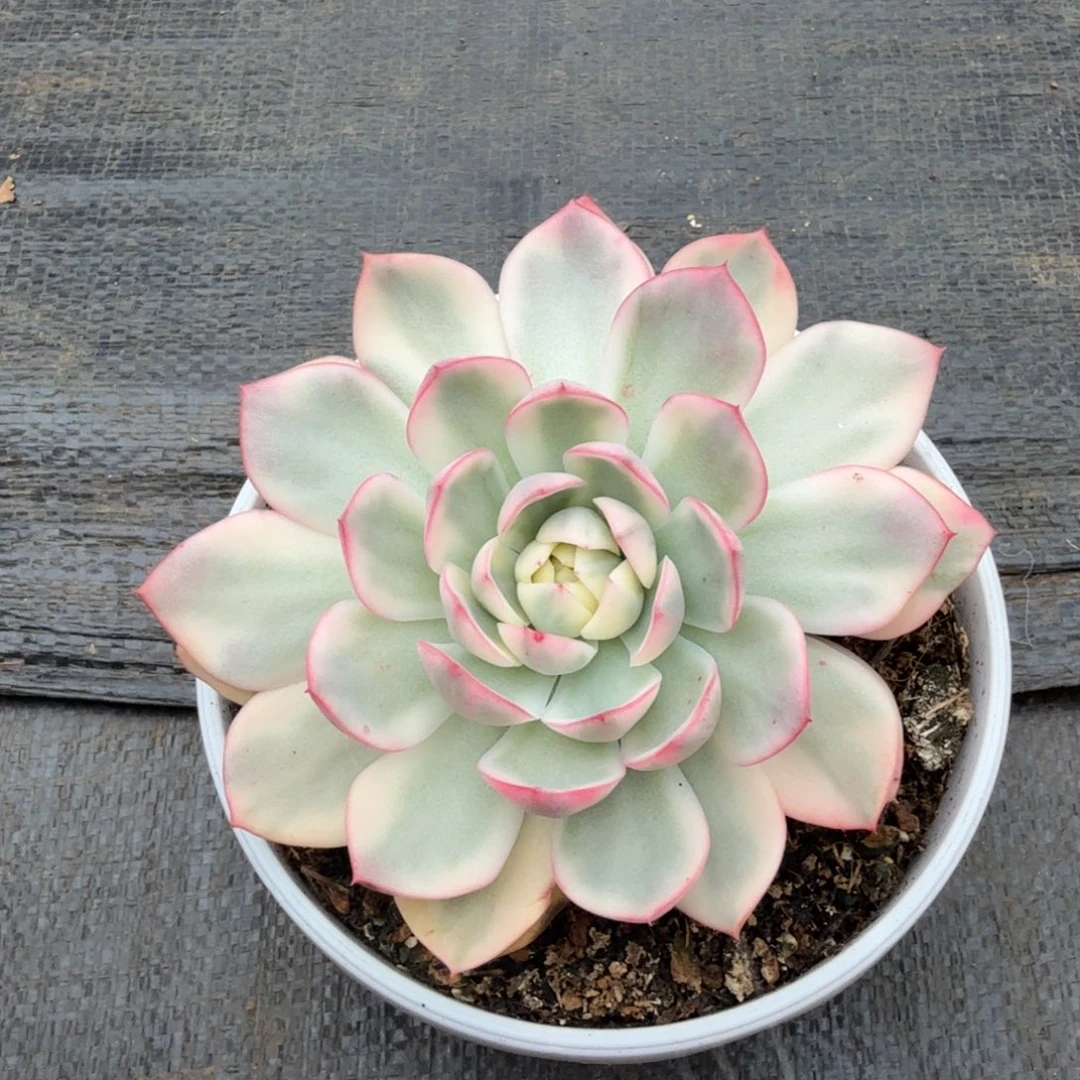 粉水晶晶锦上园艺一物一拍